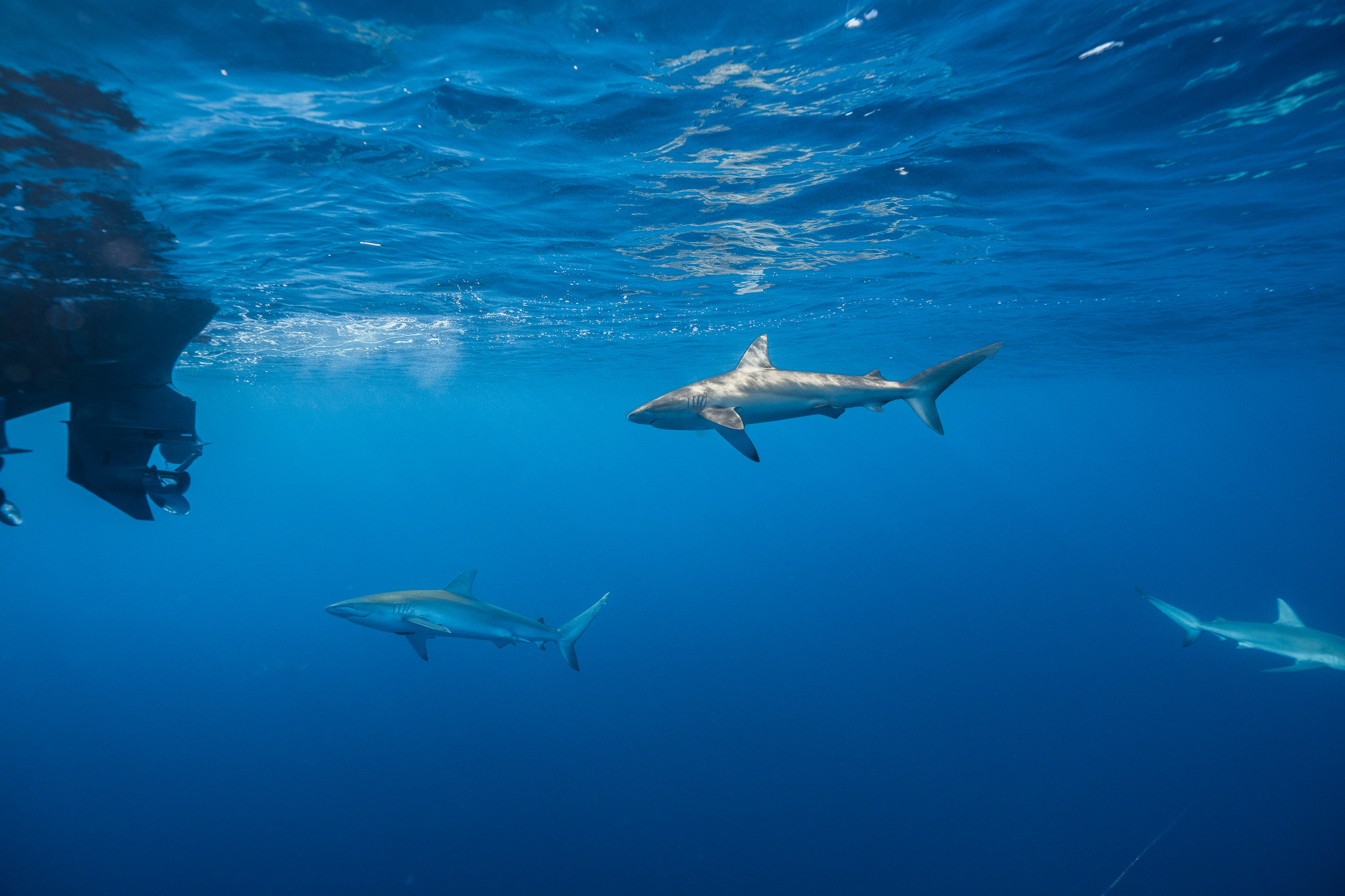 Shark Dive 1