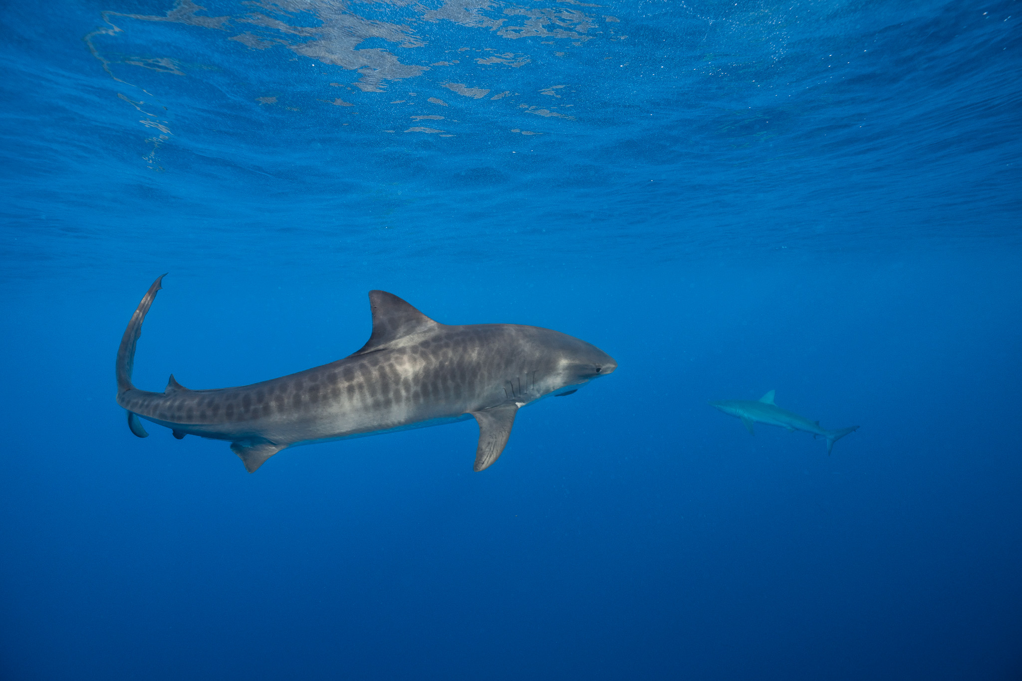 Shark Dive 10