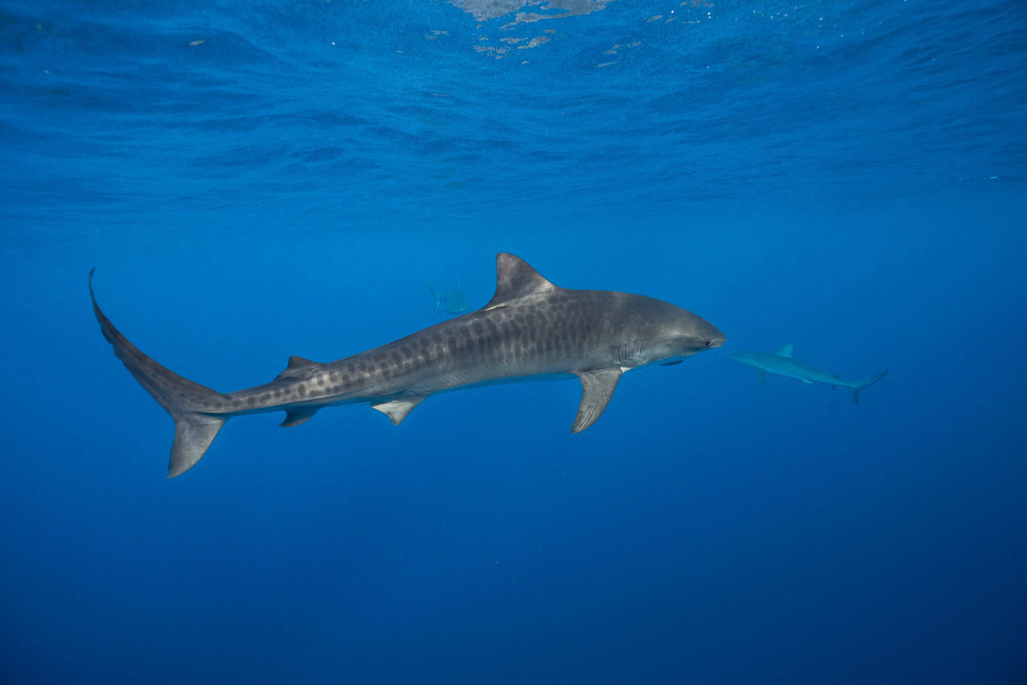 Shark Dive 11