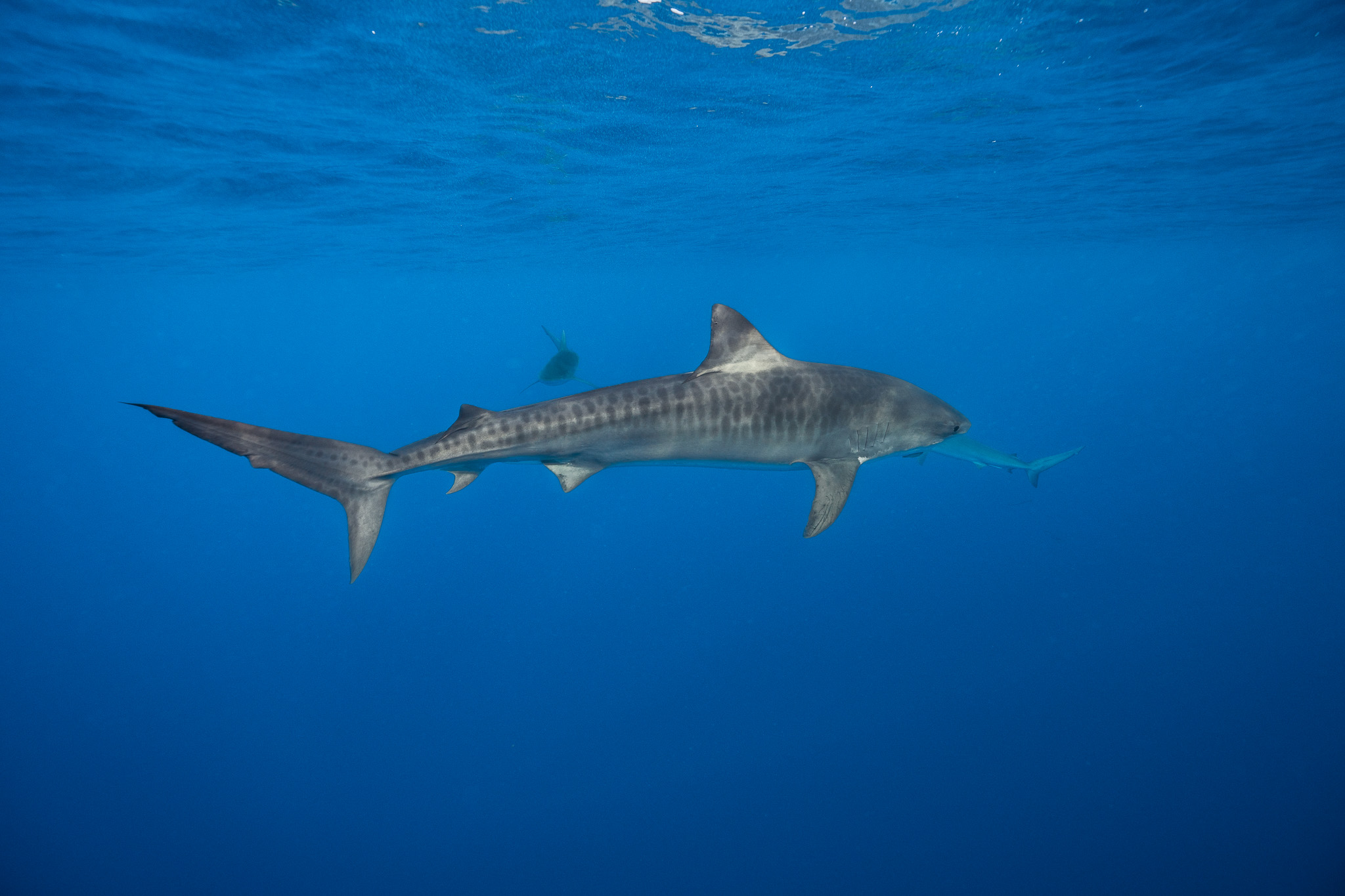 Shark Dive 12