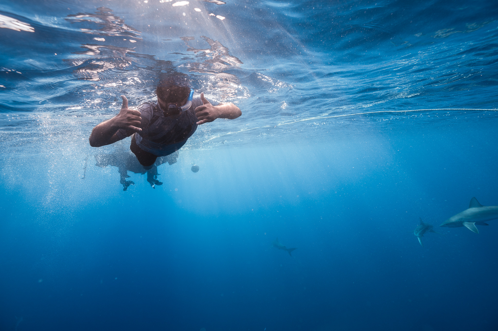 Shark Dive 13