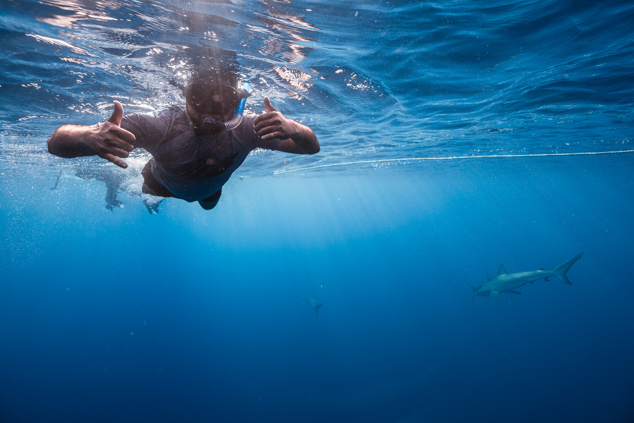 Shark Dive 14