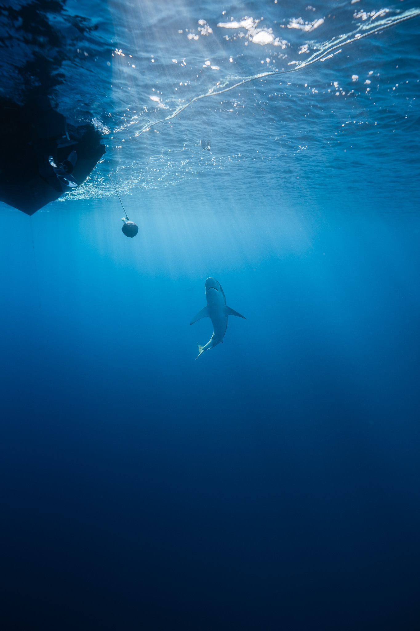 Shark Dive 18