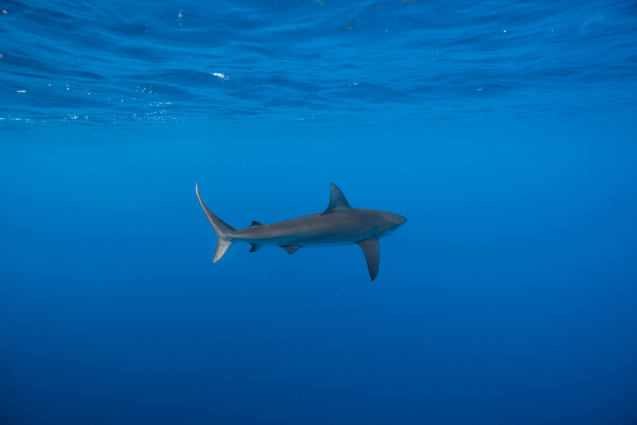 Shark Dive 2