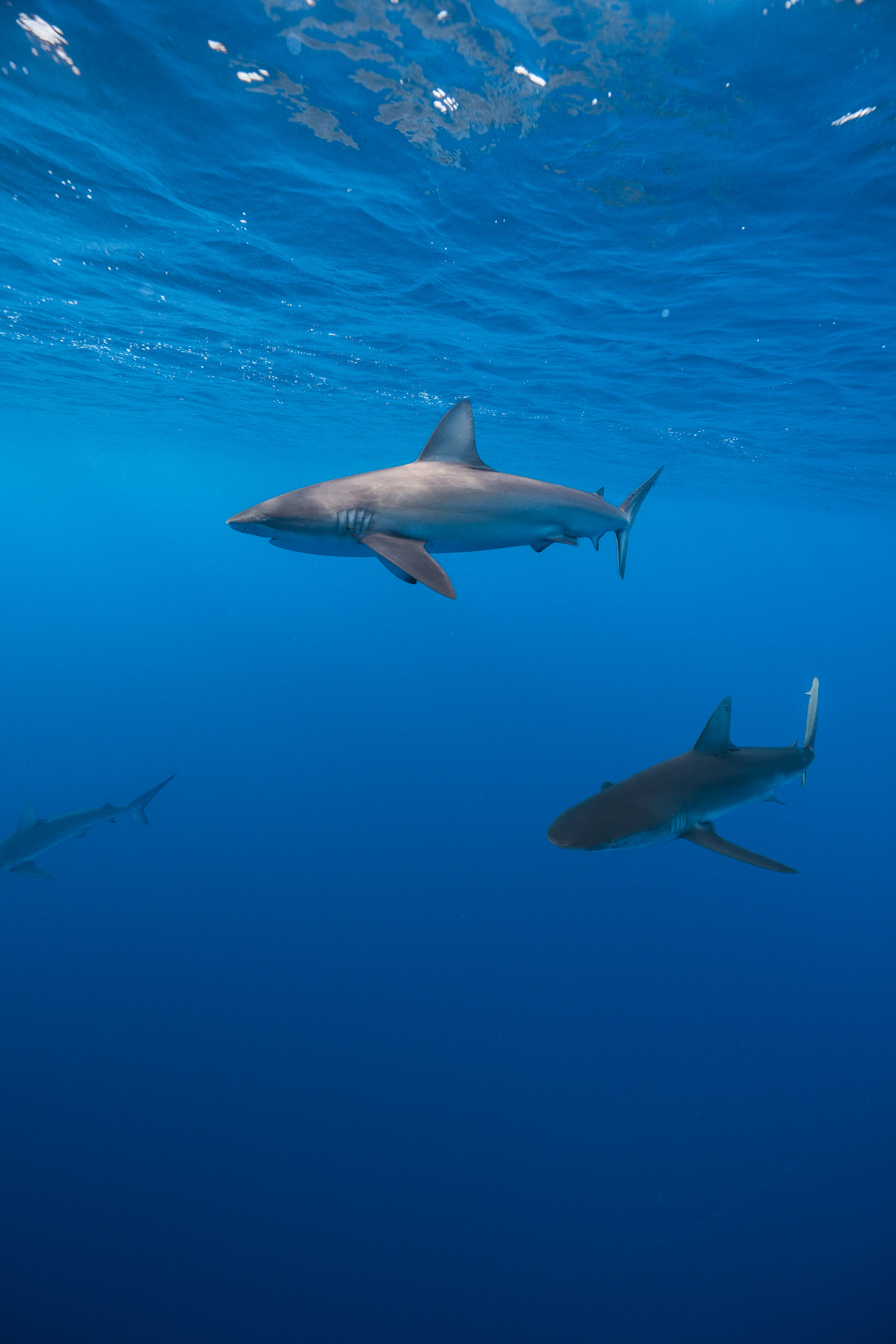 Shark Dive 3