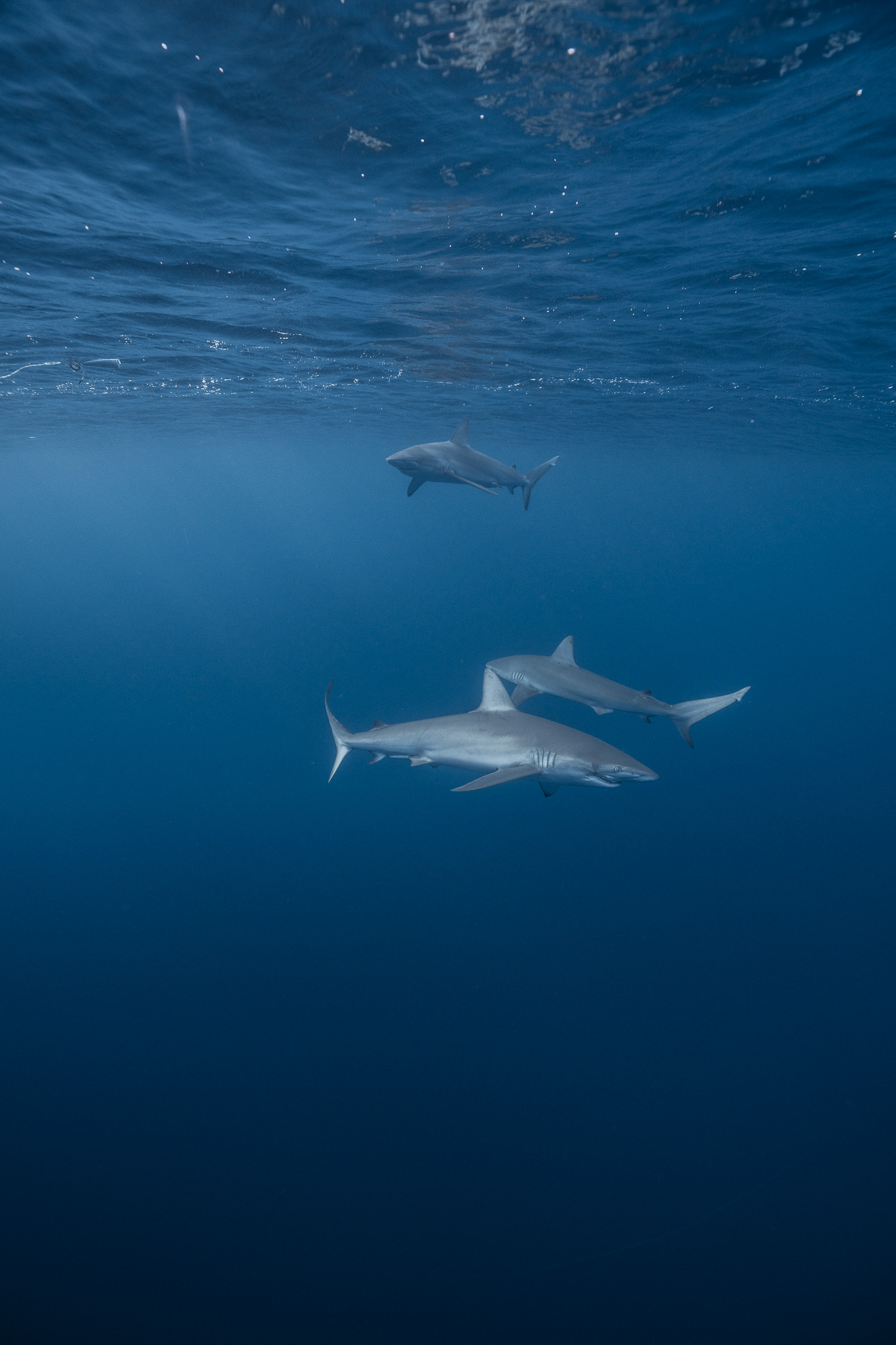 Shark Dive 4