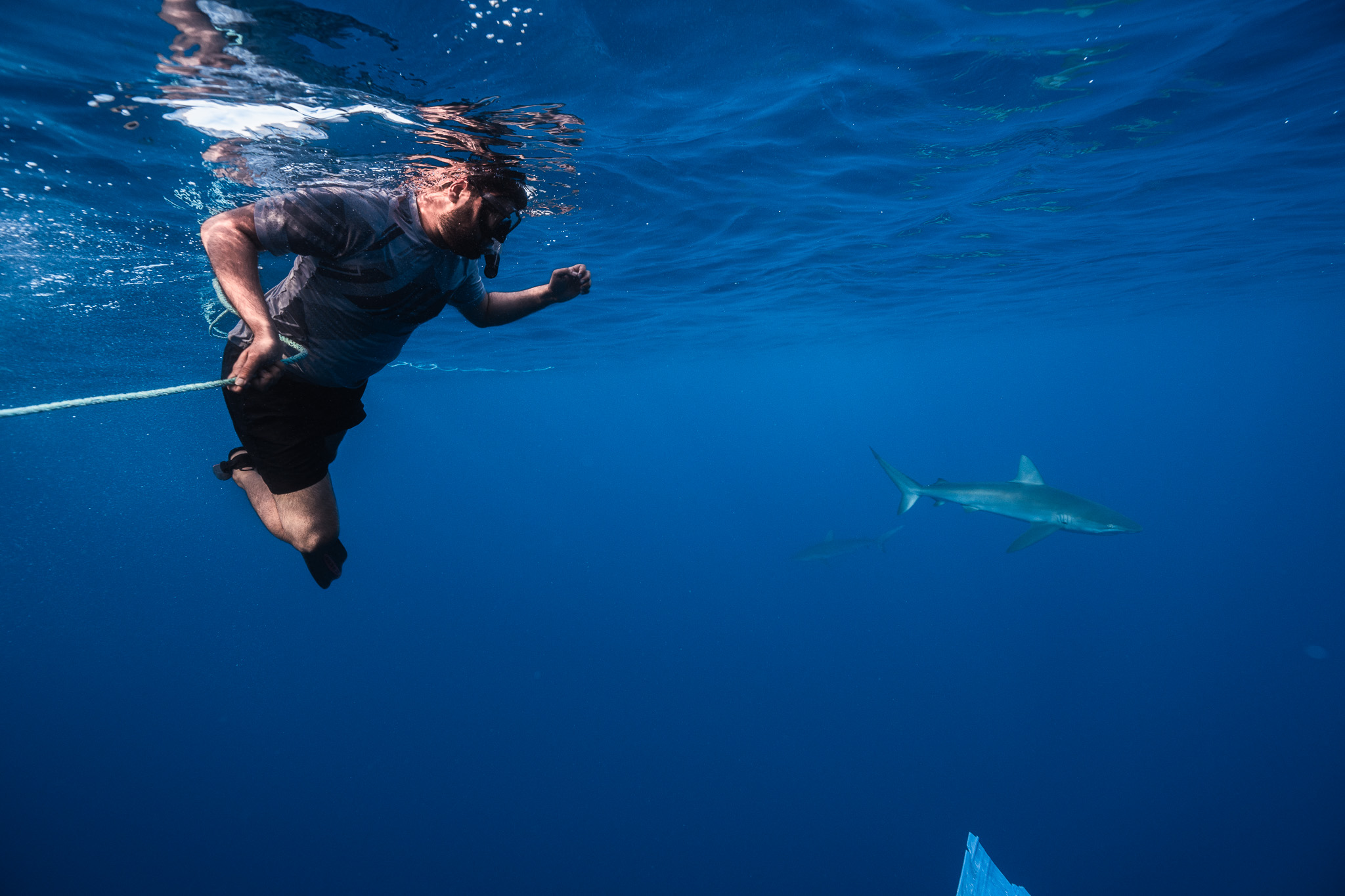 Shark Dive 8