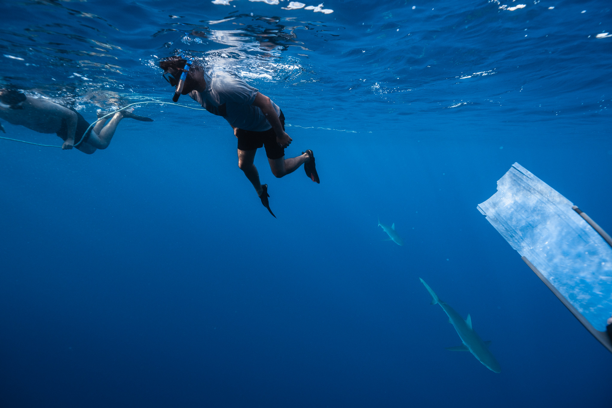 Shark Dive 9